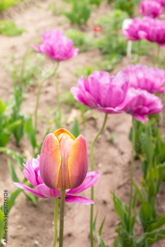 Beautiful blooming purple tulips in the background. One red-yellow tulip in front