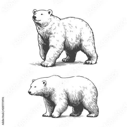 High-quality hand drawn pola bear illustartion with intricate details, perfect for artistic and creative projects, retro-style prints, and unique digital assets