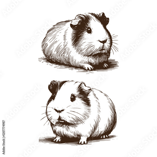 High-quality vintage guinea pig illustration with intricate details, perfect for artistic and creative projects, retro-style prints, and unique digital assets