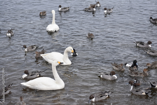 Fototapeta Naklejka Na Ścianę i Meble -  白鳥