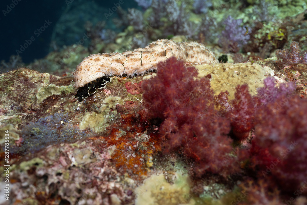 Bohadschia Graeffei sea cucumbers underwater in Thailand. Holothuroidea invertebrates Echinodermata. Bohadschia Graeffei sea cucumbers underwater in Thailand. Holothuroidea invertebrates Echinodermata.