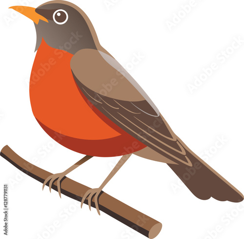 American robin bird vector