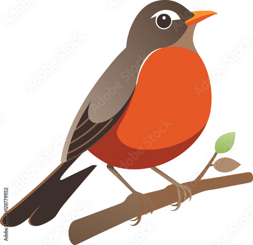 American robin bird