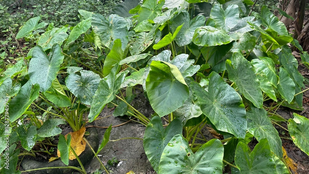 Fototapeta premium photo of a collection of taro leaves