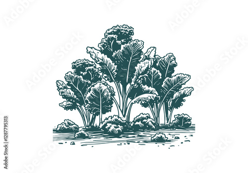 Kale Hand Drawn Illustration Sketch Vector Isolated