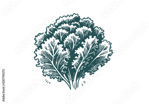 Kale Hand Drawn Illustration Sketch Vector Isolated