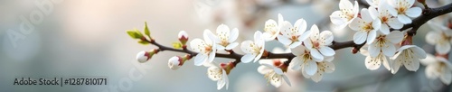 A blanket of small white cherry blossoms covering a tree branch, blooming trees, floral arrangement