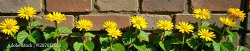 Bright yellow petals of oxford ragwort against a sunny stone wall, wall, bloom