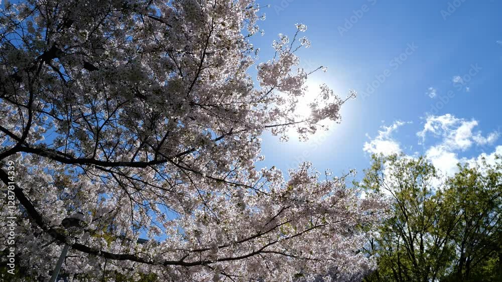 The beauty spring. Cherry blossoms in bloom. The cherry blossom tree background. White spring flowers the blossom fruit tree. Bunches of white cherry blossoms on blue sky. Spring day. Spring nature. The beauty spring. Cherry blossoms in bloom. The cherry blossom tree background. White spring flowers the blossom fruit tree. Bunches of white cherry blossoms on blue sky. Spring day. Spring nature.
