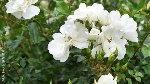 A bunch of white flowers are in a garden
