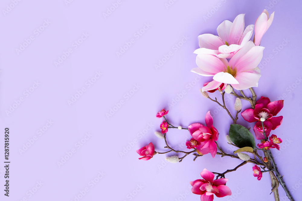 Blooming pink magnolia tree branch with flowers against violet background Blooming pink magnolia tree branch with flowers against violet background