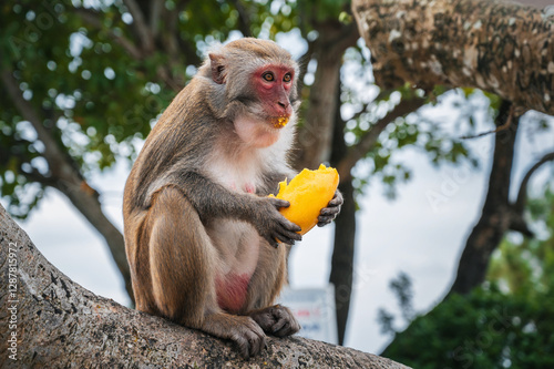 Photography monkey eats mango sitting on a tree in the forest in the wild nature