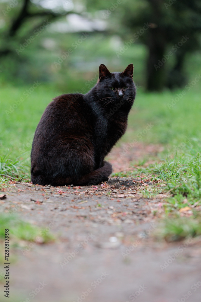 Obraz premium 散歩道でこちらを振り返った黒猫