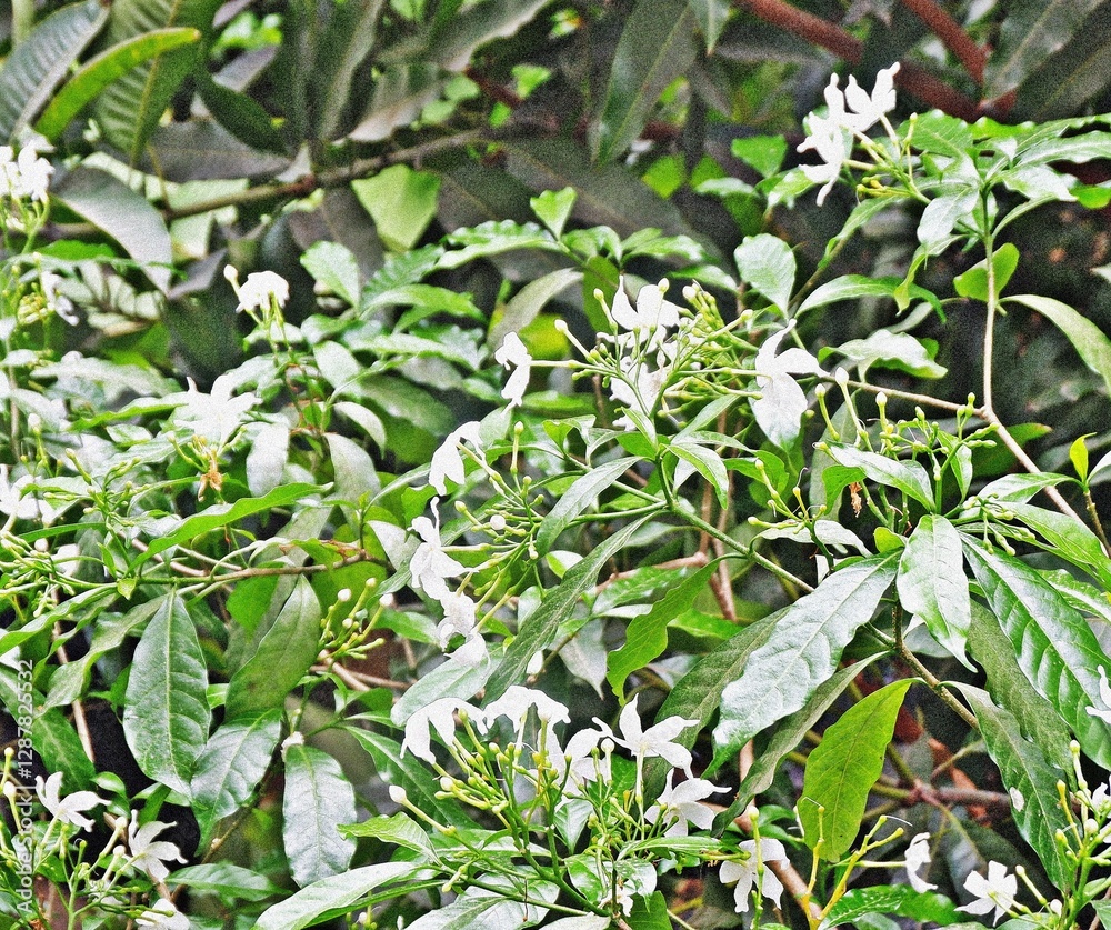 Fresh green leaves in a garden with a natural and healthy look Fresh green leaves in a garden with a natural and healthy look