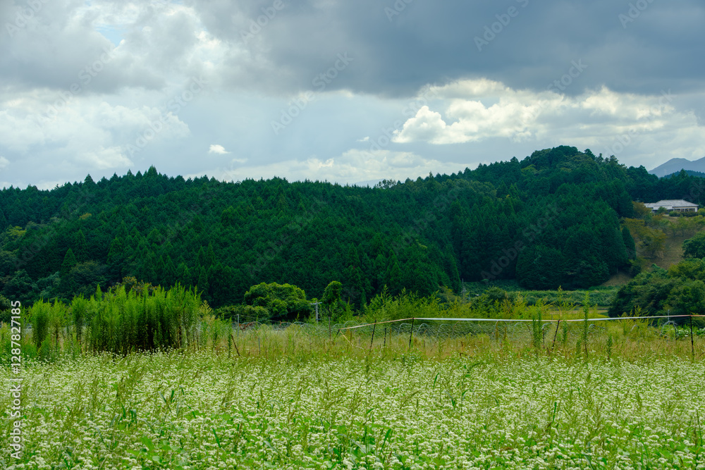 Obraz premium 山間の田園風景と広がる蕎麦の花畑