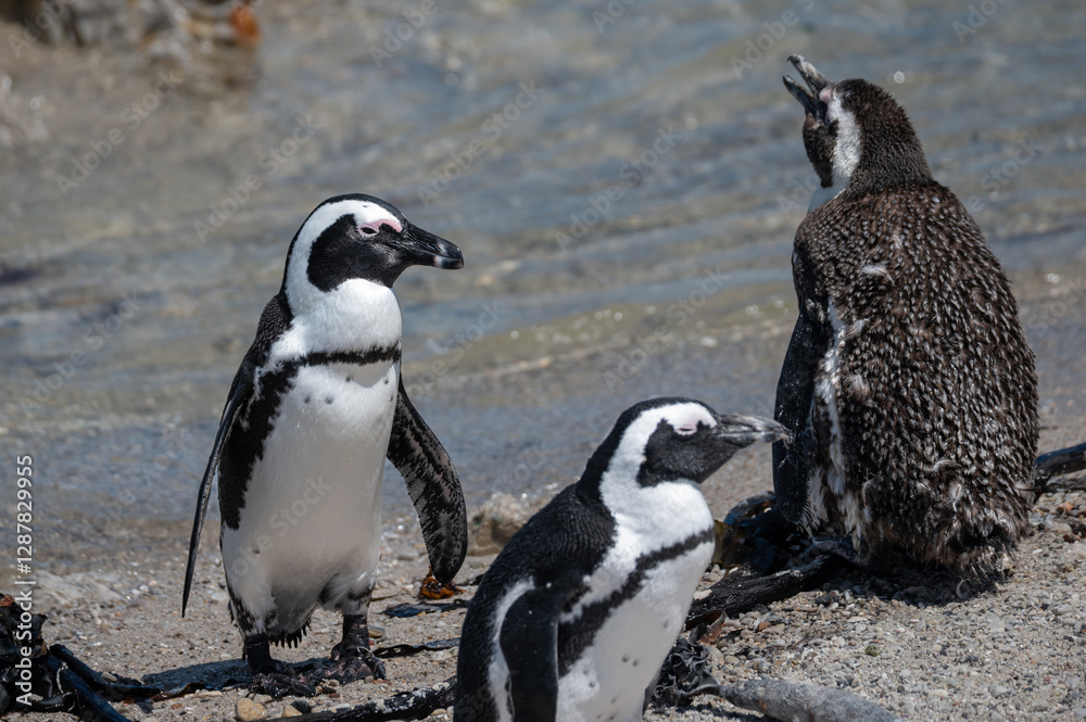 Naklejka premium African Jackass Penguins in various stages of molt sunning themselves on the rocks at the water's edge.