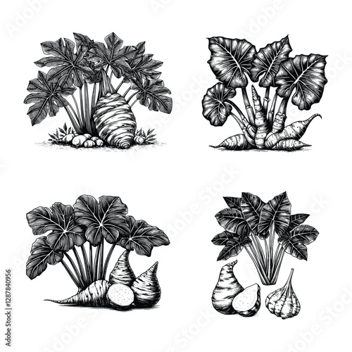 set of taro plants and leaves illustration, hand drawn style, black and white vector illustration