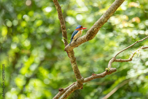 kingfisher on branch