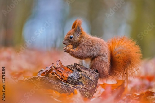 A european rerd squirrel sits on a stone and eats a nut. Sciurus vulgaris. Portrait of a cute red squirrel. 