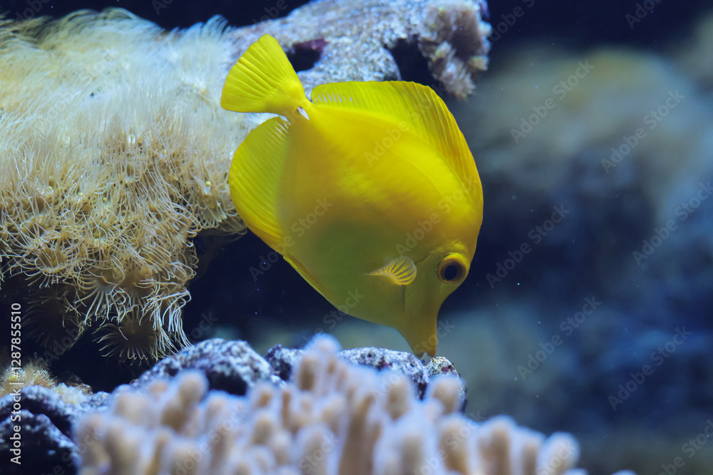 Yellow tang
