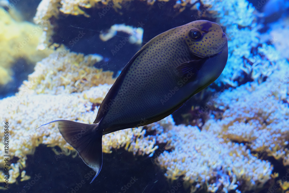 Bignose unicornfish. Naso vlamingii.