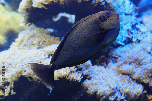 Obraz na płótnie Bignose unicornfish. Naso vlamingii. w salonie