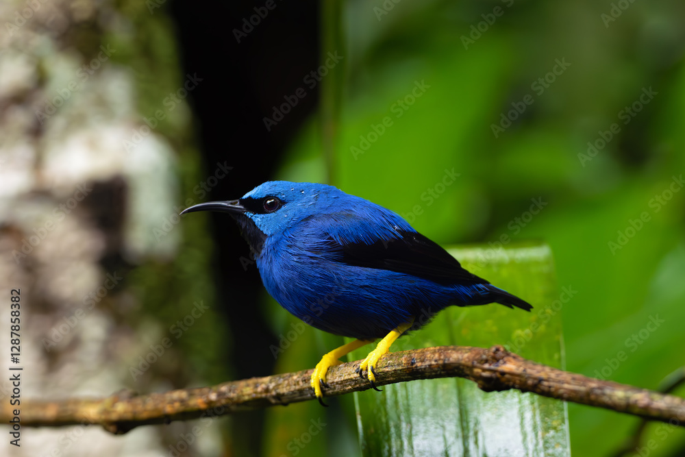 Shining honeycreeper (Cyanerpes lucidus), adult male sitting on a twig with green background. Exotic blue bird on green background. Shining honeycreeper (Cyanerpes lucidus), adult male sitting on a twig with green background. Exotic blue bird on green background.