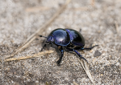 Forest dung beetle on sandy soil. Insect close-up. Black dung beetle. Anoplotrupes stercorosus. Dor beetle.
 photo