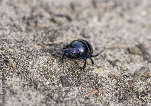Forest dung beetle on sandy soil. Insect close-up. Black dung beetle. Anoplotrupes stercorosus. Dor beetle.
