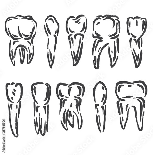 vector sketch illustration of tooth shapes