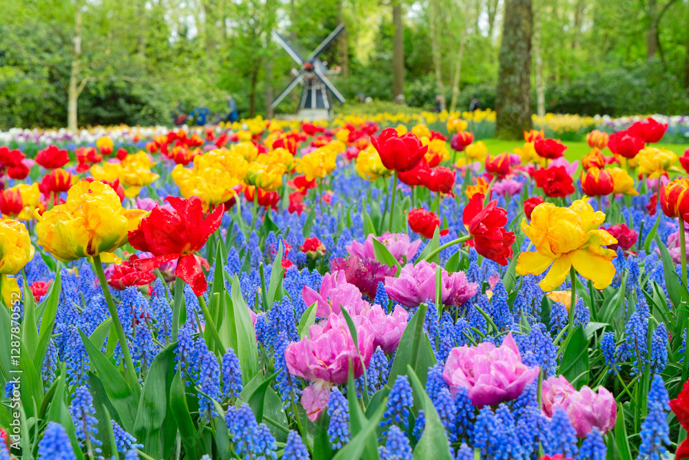 Φωτογραφία Colorful growing red, pink, red, violet tulips flowerbed in spring formal garden