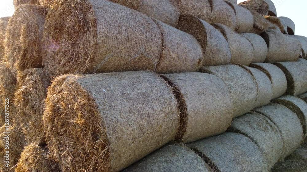 Many round bales of dry straw collected in a field during sunset on summer evening. Straw bales after harvest close-up. Harvest rural scenery. Agricultural agrarian concept. Aerial drone view.