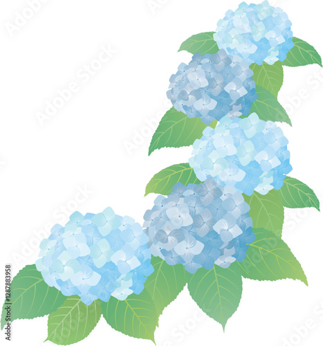 紫陽花