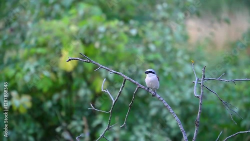 Loggerhead Shrike Birds on a branch in the evening