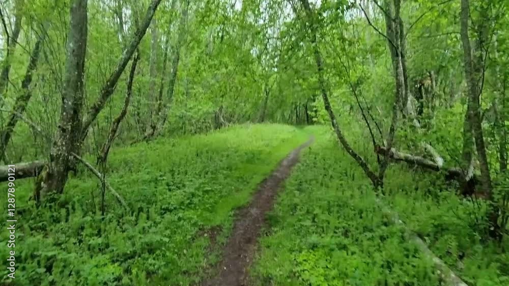 A forest walkway that winds through the gauja national park. A forest walkway that winds through the gauja national park.