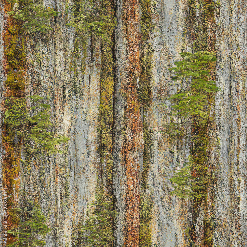 Obraz premium Trees clinging, growing on steep cliff face. Vertical rock strata. Nature background. Close up