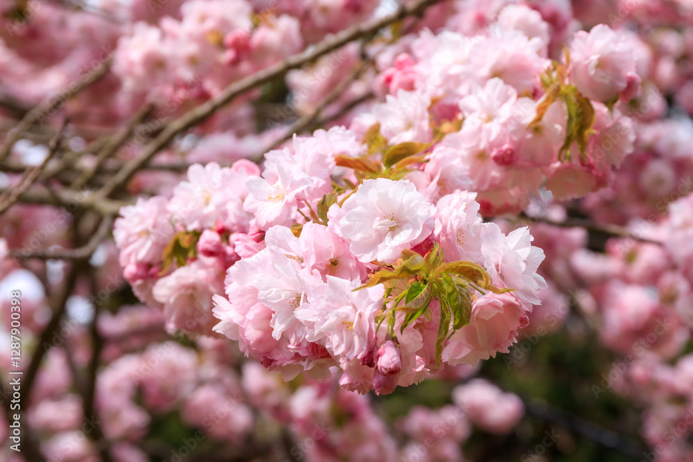 北海道伊達市、有珠善光寺で優雅に咲く八重桜【5月】 北海道伊達市、有珠善光寺で優雅に咲く八重桜【5月】