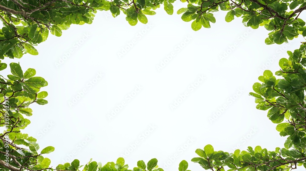 Bright Green Leaves Frame Against White Sky Background Bright Green Leaves Frame Against White Sky Background