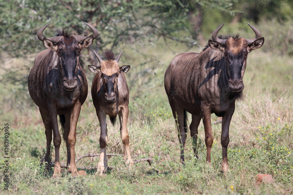 Streifengnu / Blue wildebeest / Connochaetes taurinus. Streifengnu / Blue wildebeest / Connochaetes taurinus.