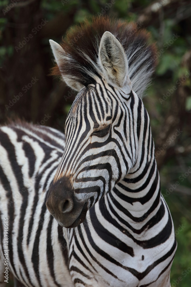 Steppenzebra / Burchell's zebra / Equus quagga burchellii Steppenzebra / Burchell's zebra / Equus quagga burchellii