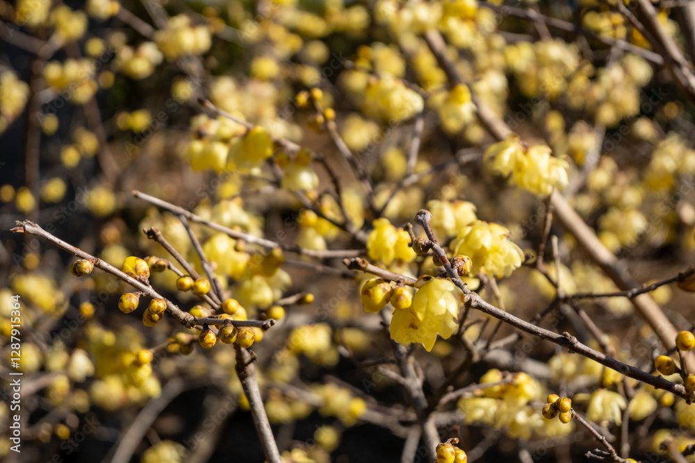 Yellow blossom, branches with blooming yellow flowers at daytime in spring in Tokyo city in Japan with space for text. Yellow blossom, branches with blooming yellow flowers at daytime in spring in Tokyo city in Japan with space for text.