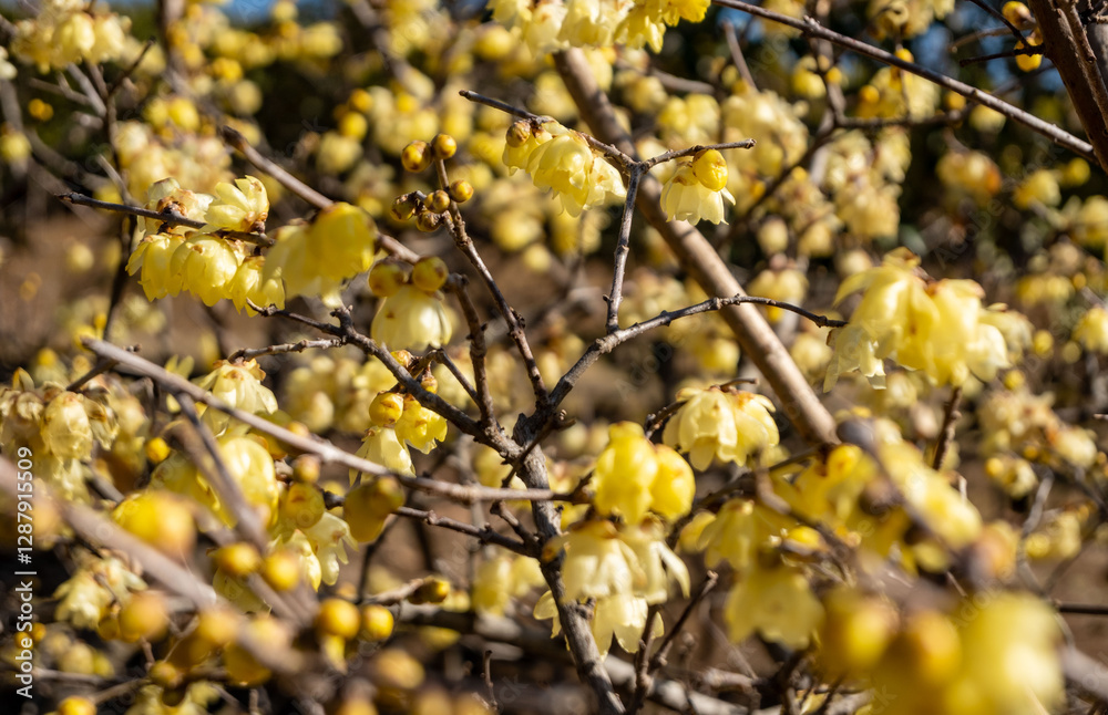 Yellow blossom, branches with blooming yellow flowers at daytime in spring in Tokyo city in Japan with space for text. Yellow blossom, branches with blooming yellow flowers at daytime in spring in Tokyo city in Japan with space for text.