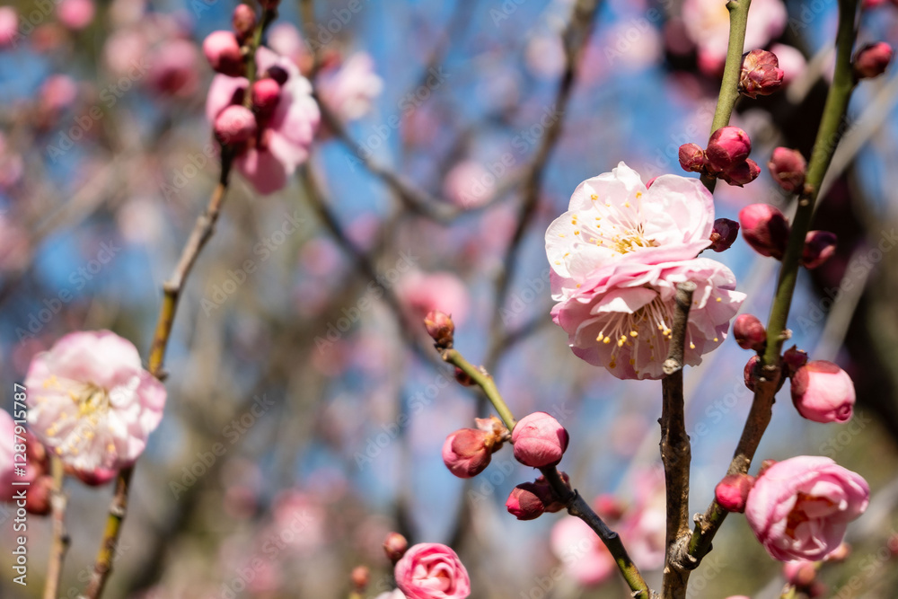 Plum blossom in spring, white flowering fruit tree branches with white plum blossoms against a blue sky during springtime at daytime in a Japanese garden in Tokyo city in Japan. Plum blossom in spring, white flowering fruit tree branches with white plum blossoms against a blue sky during springtime at daytime in a Japanese garden in Tokyo city in Japan.