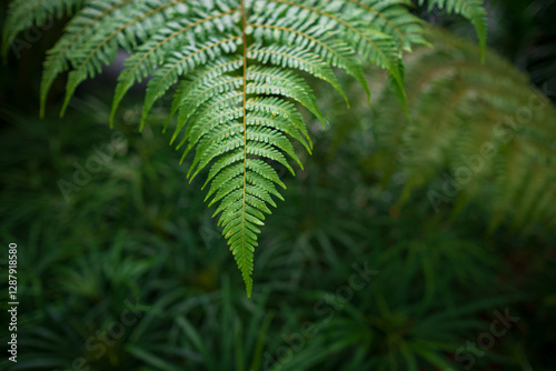 Photography Close-up views of lush tropical ferns in the Kuala Lumpur Botanical Garden, showcasing their intricate leaves and vibrant greenery, surrounded by the serene natural beauty of the park