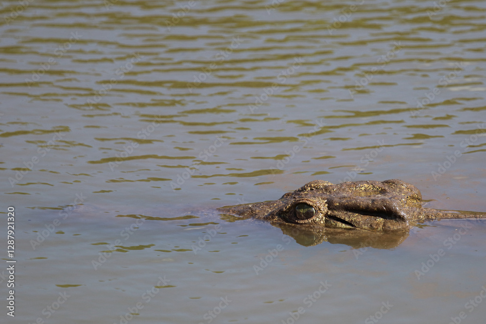 Nilkrokodil / Nile crocodile / Crocodylus niloticus Nilkrokodil / Nile crocodile / Crocodylus niloticus