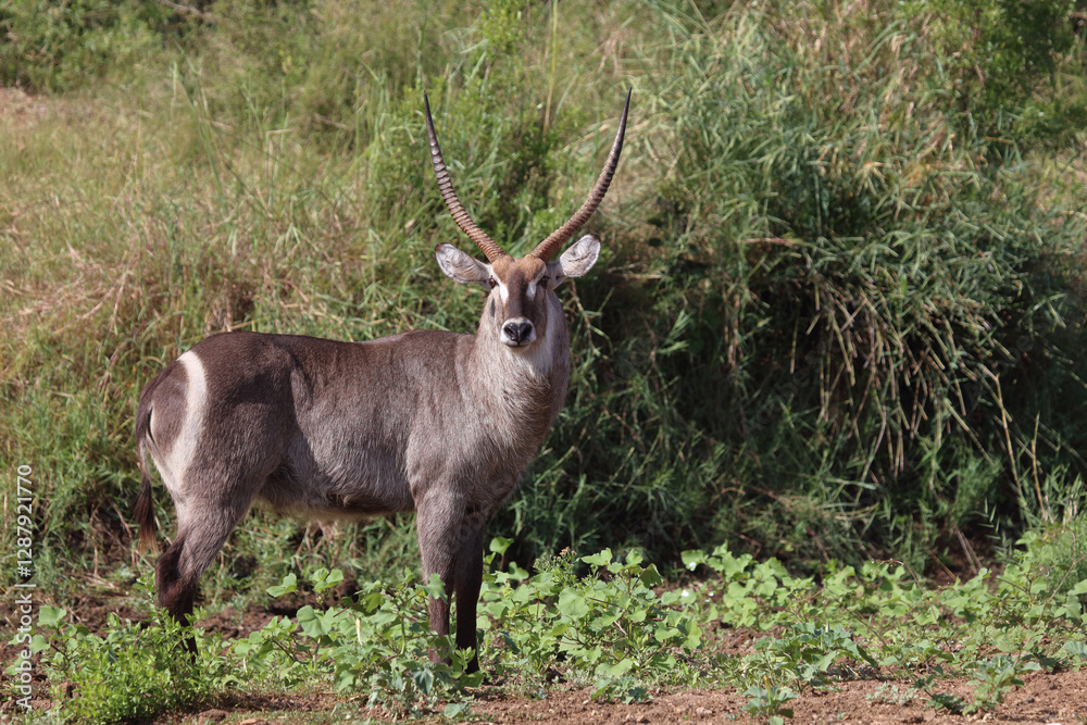 Wasserbock / Waterbuck / Kobus ellipsiprymnus Wasserbock / Waterbuck / Kobus ellipsiprymnus