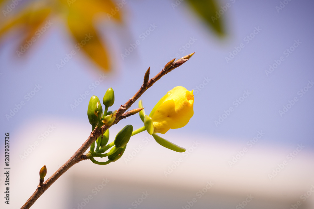 Fototapeta premium Pale petals on bare branches, apricot blossoms whisper of spring. Sweet scent, fleeting beauty. A promise of fruit, a symbol of renewal.