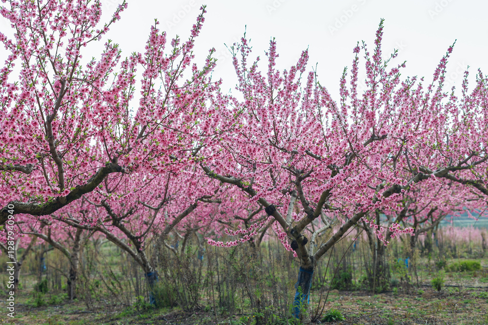  Almonds orchard bursting with soft pink blossoms, carpeting rows with delicate spring flowers, heralding abundant fruit bearing season ahead