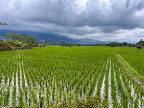Scenic Lush Green Rice Fields Under Dramatic Cloudy Sky with Mountain View