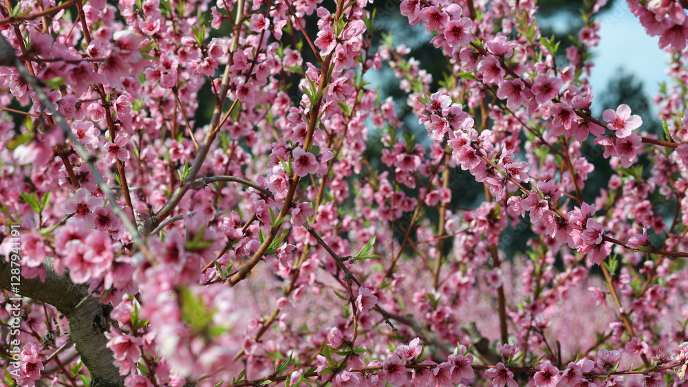 Almond tree branches laden with soft pink blossoms signaling spring's gentle awakening, displaying delicate floral beauty against light background Almond tree branches laden with soft pink blossoms signaling spring's gentle awakening, displaying delicate floral beauty against light background